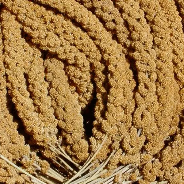 Jarad Panizo En Rama Extra (Amarillo) Caja 15 Kg Capacidad 8 kg