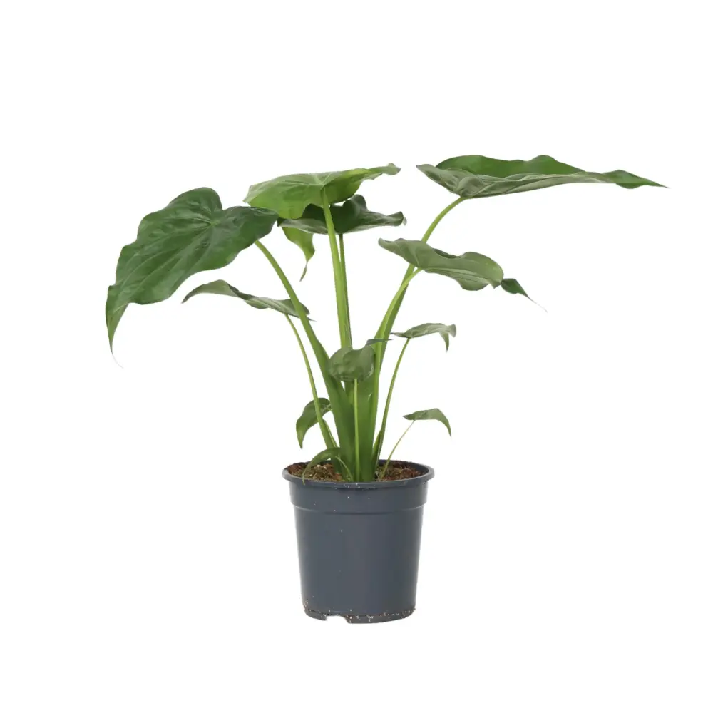 Oreja De Elefante - Alocasia 'cucullata' - Altura 70-80cm - ⌀19cm