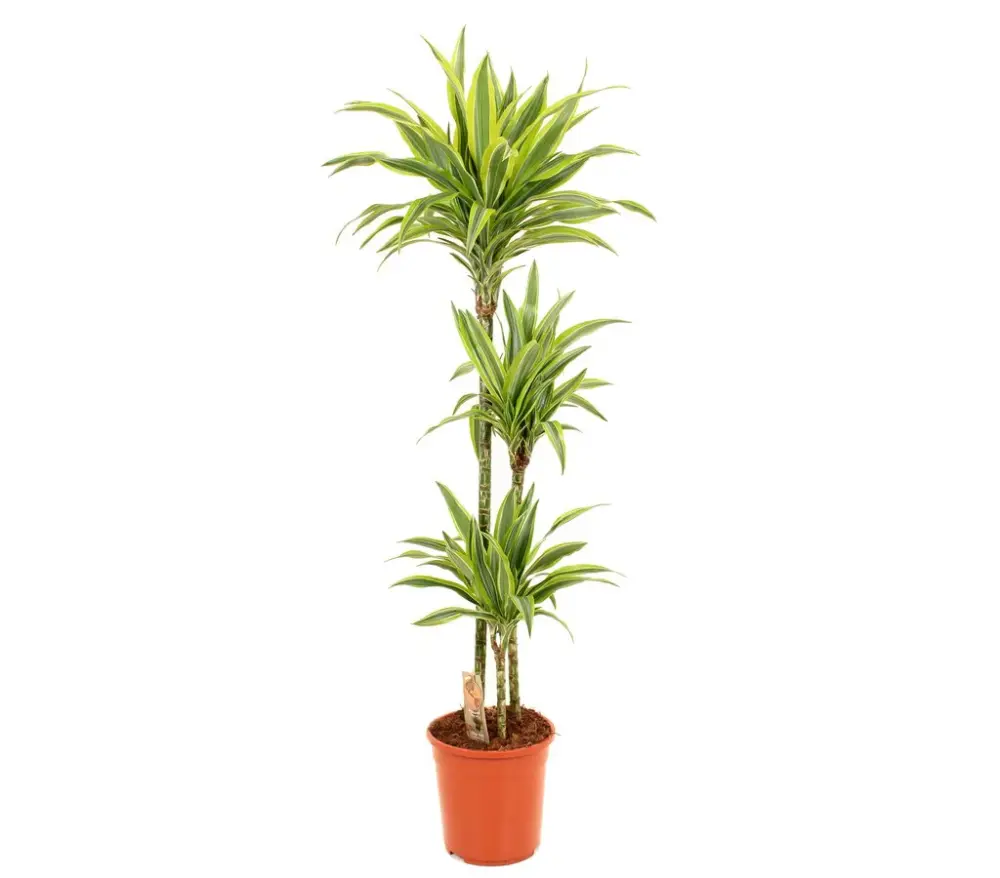 Cinta de Costura Dracena Lemon Lime 3 Troncos 90-45-15 M24 120-130cm
